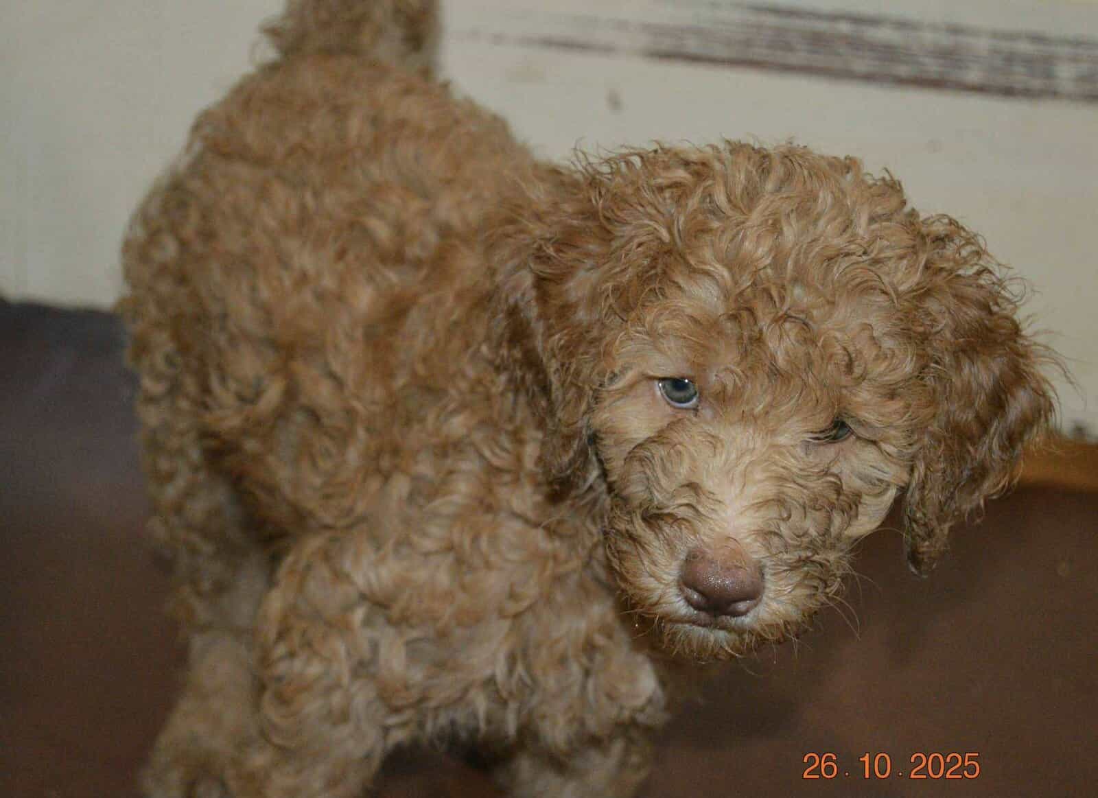 Goldendoodle image 4
