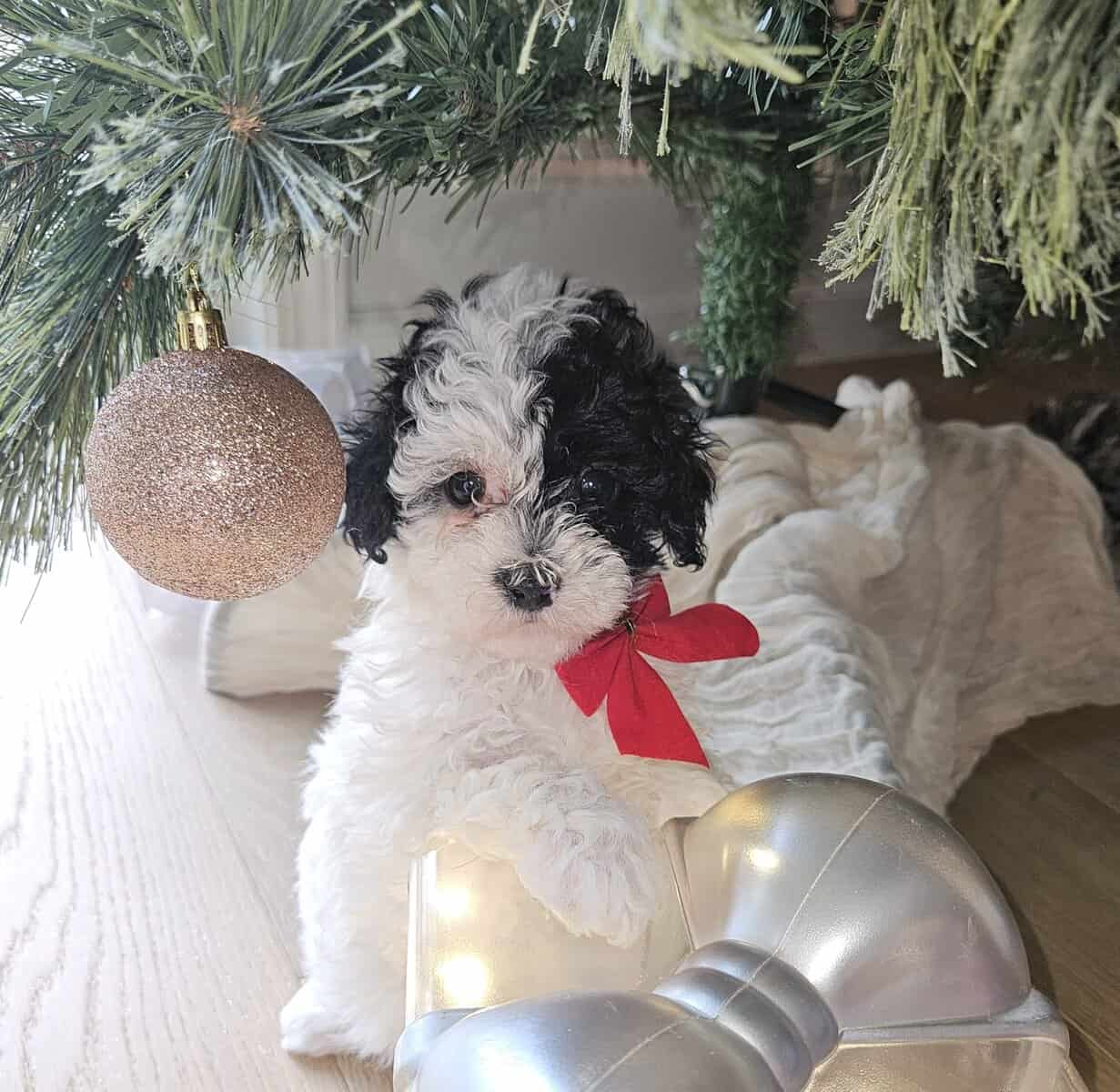AKC TOY POODLES!! image 3