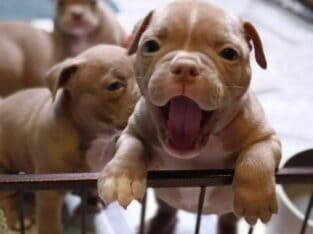 AMERICAN BULLY PUPPIES 🐶 AVAILABLE FOR REHOMING