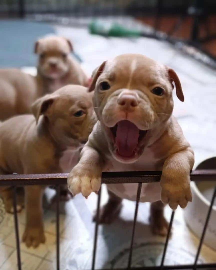 AMERICAN BULLY PUPPIES 🐶 AVAILABLE FOR REHOMING image 1