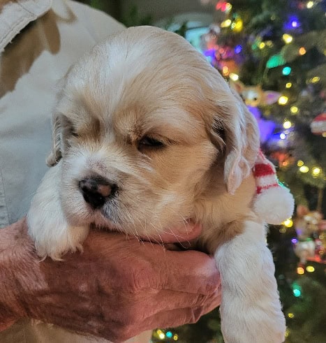 Gorgeous Cocker Spaniel Puppies!! image 5