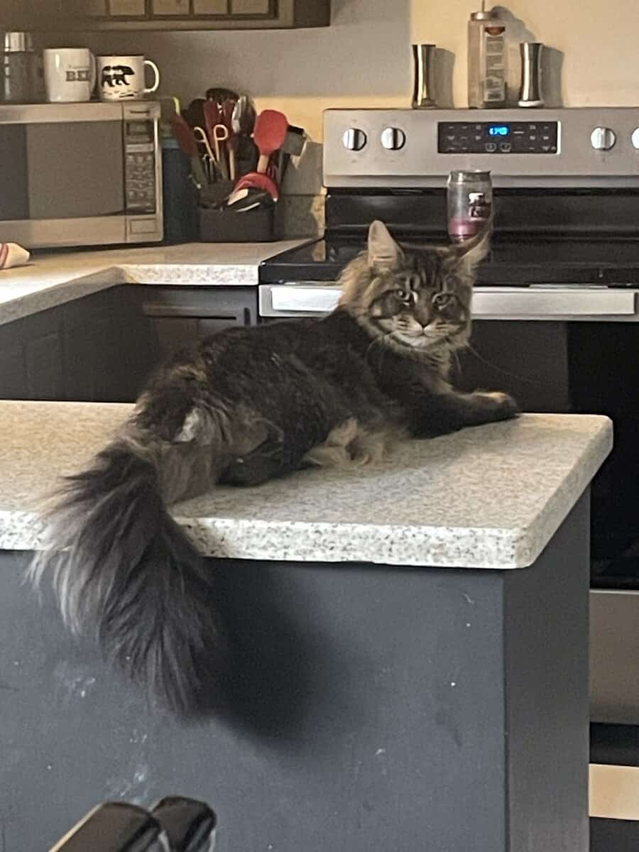 1yo Male Maine Coon image 2