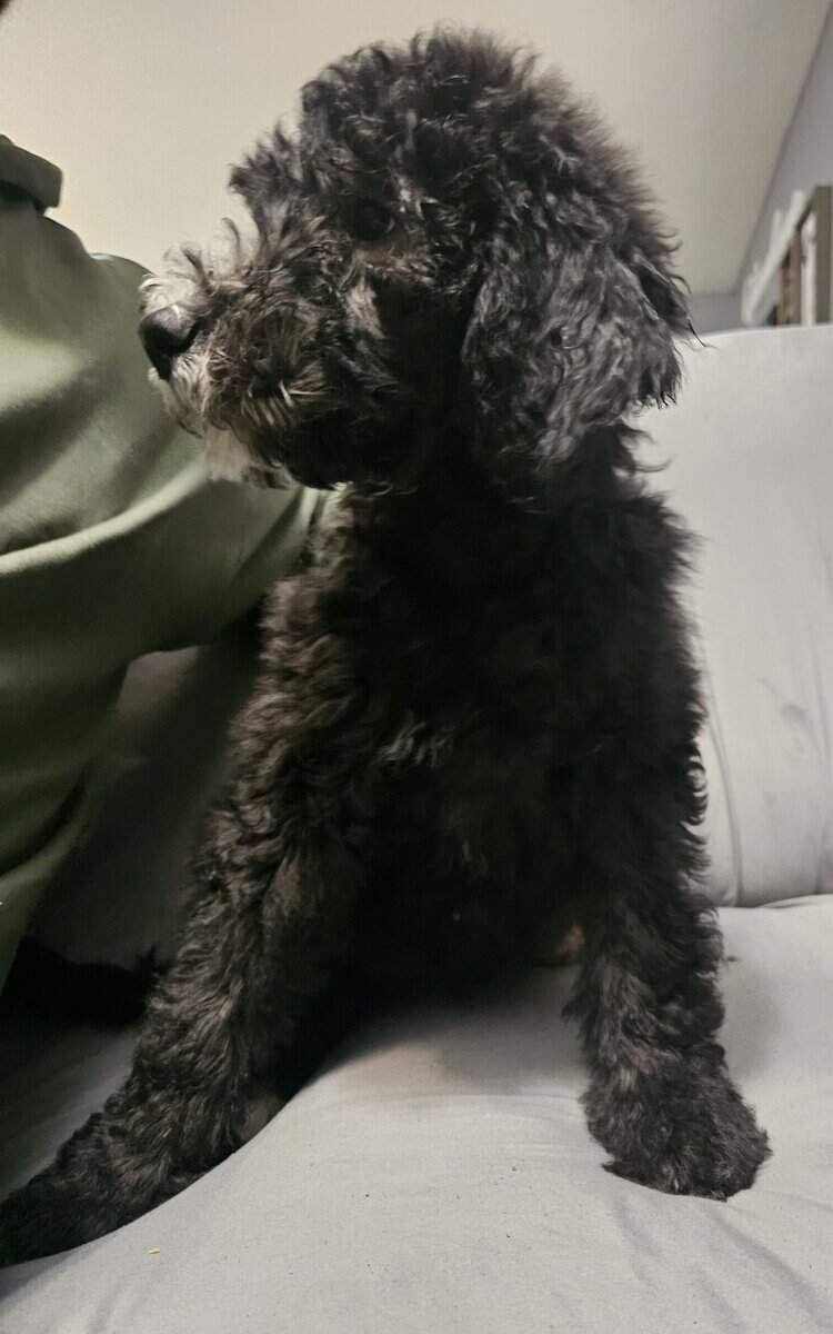 DOUBLE DOODLES image 9