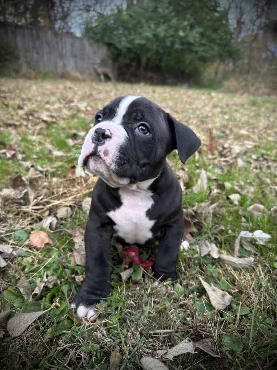 Onyx (Champion Bloodline) image 4