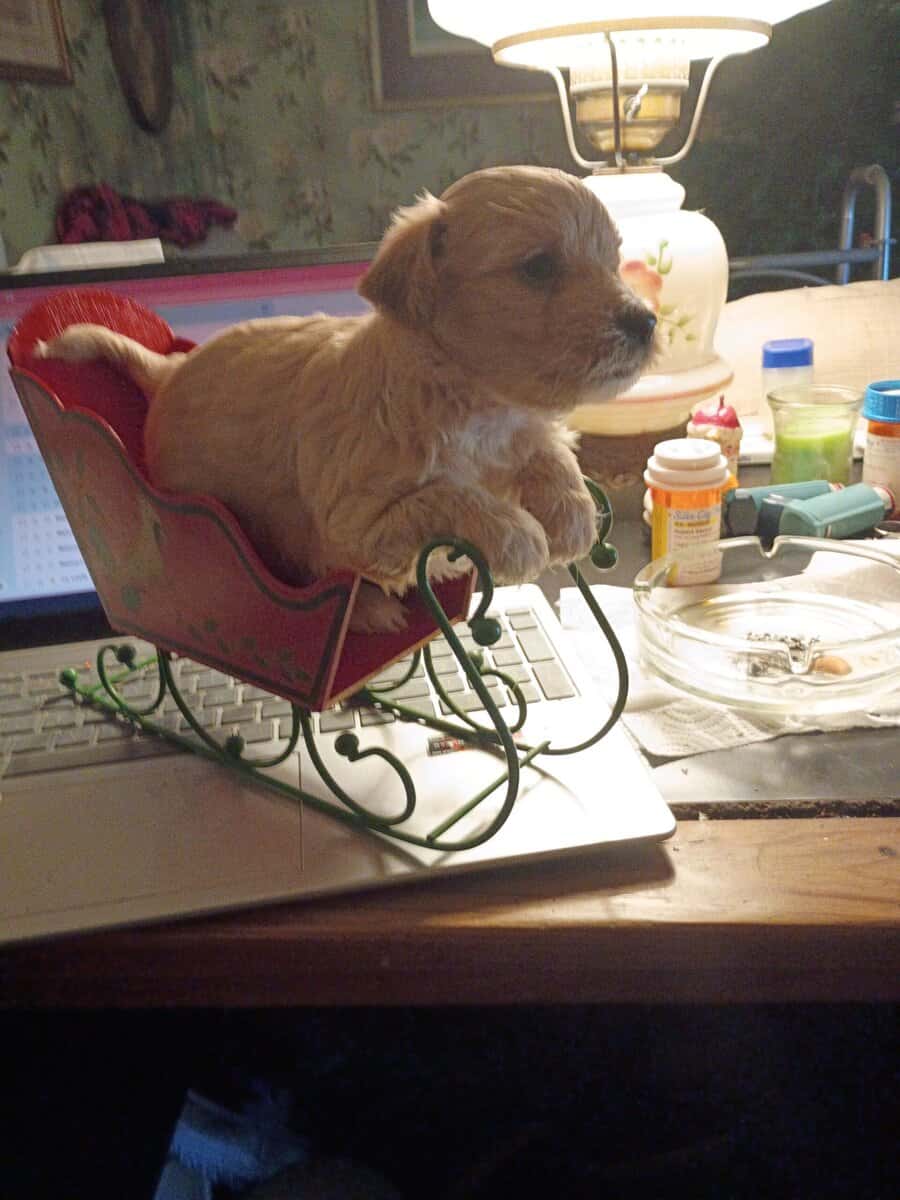 Morki puppies image 3