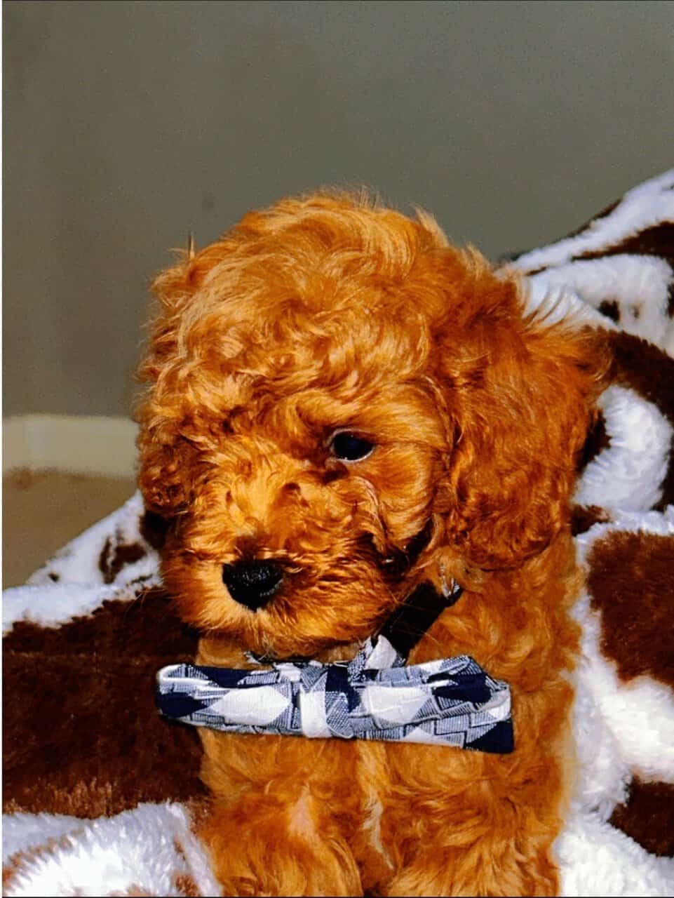 Cavapoo puppies! Ready for you to love! image 9