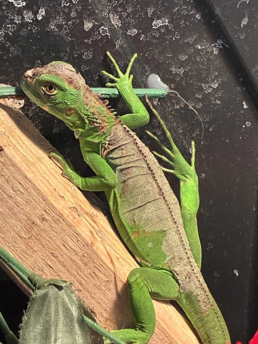 Baby iguana image 1