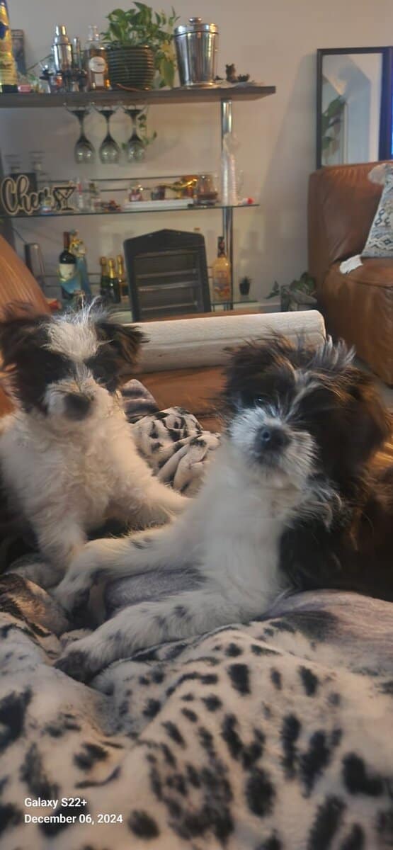 Rehoming Sisters image 2