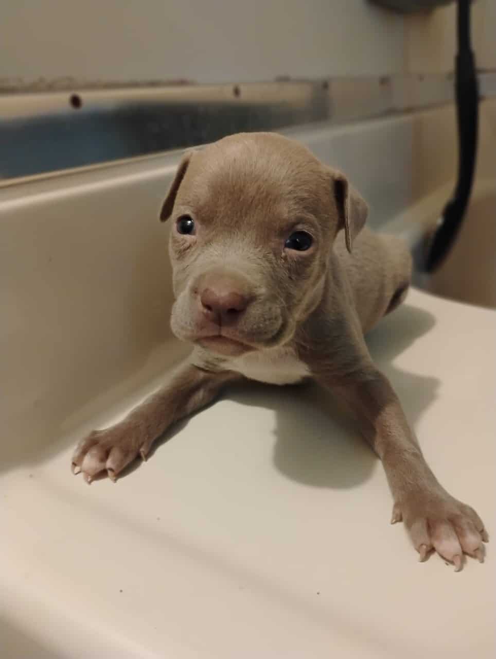 6 week old red/blue nose pit puppies*VACCINATED* image 2