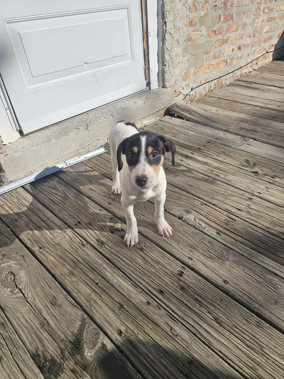 Selling My puppy image 3