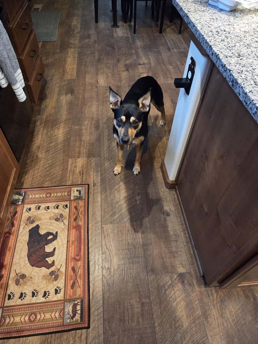 Female shepherd mix breed image 3