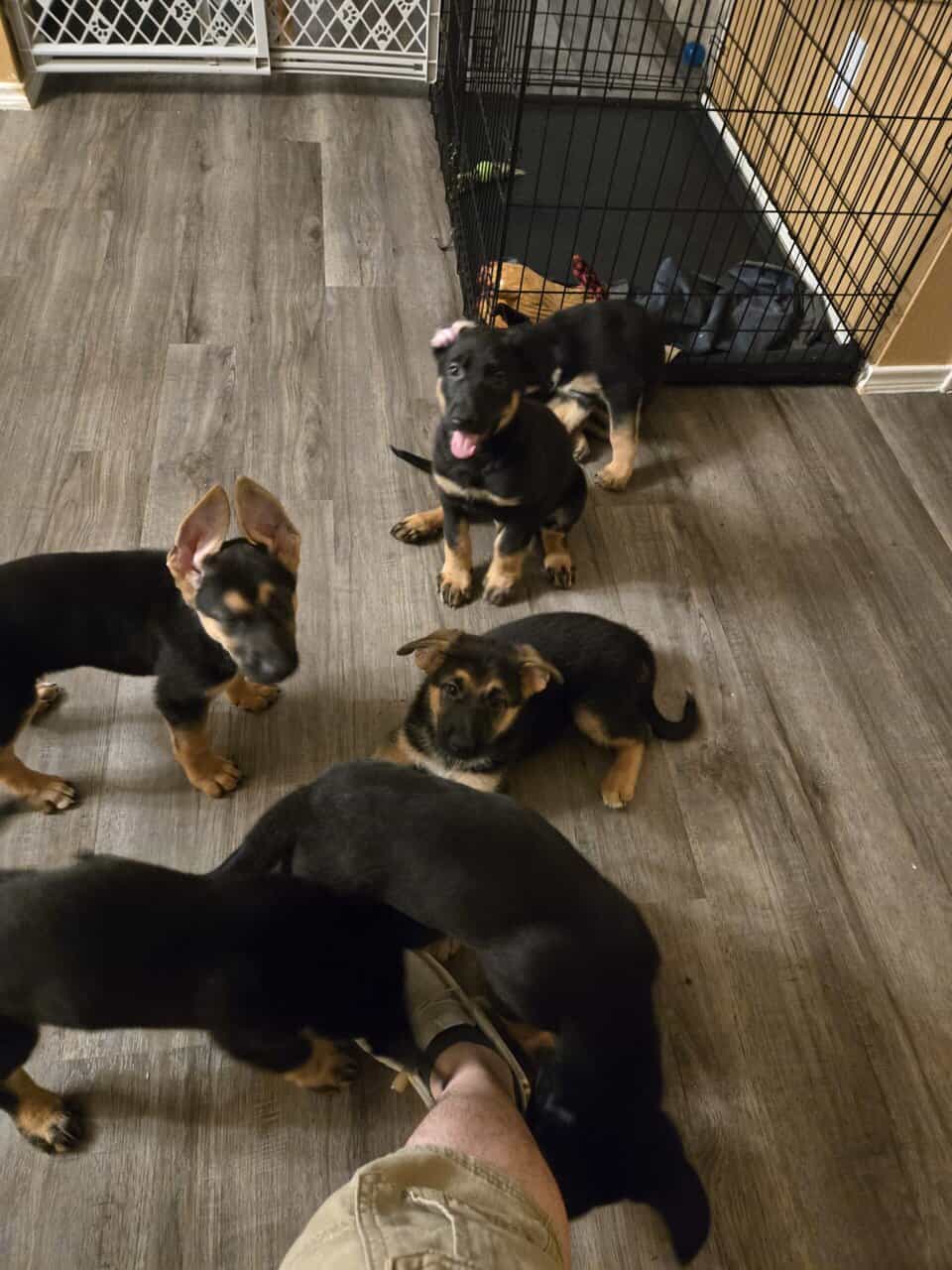 German Shepherd mix puppies image 3