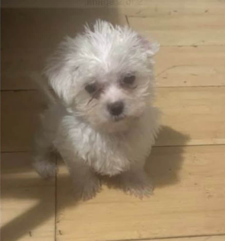 Maltipoo Puppy image 3