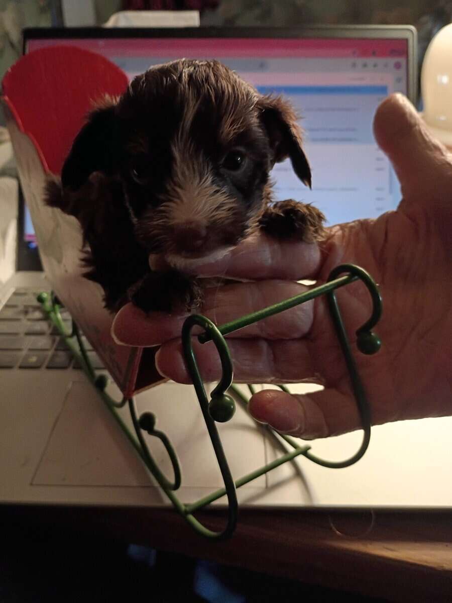 Morki puppies image 2