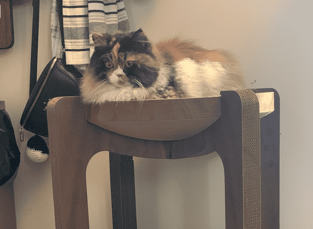 Adorable Persian Calico looking for furever home image 3