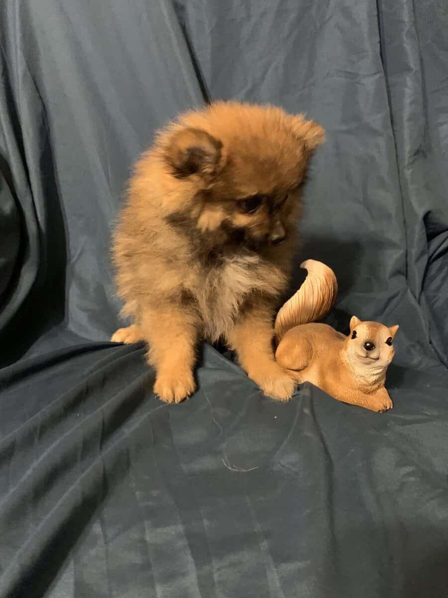 Pomeranian puppy image 2