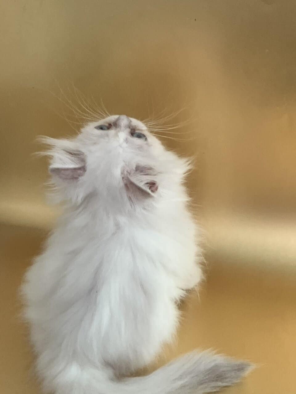 Silver chinchilla British longhair male image 4