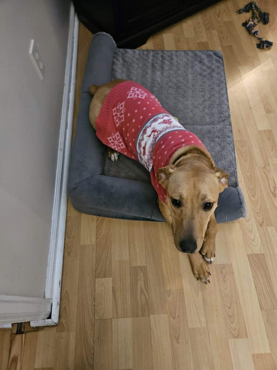 Rehoming a Beautiful Black Mouth Cur image 1