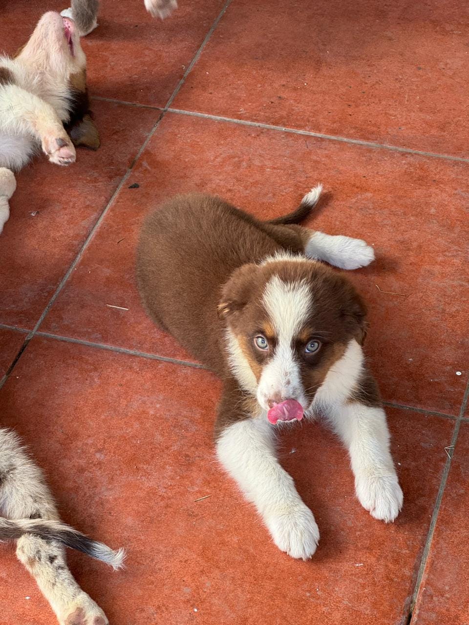 Australian Shepherd image 9