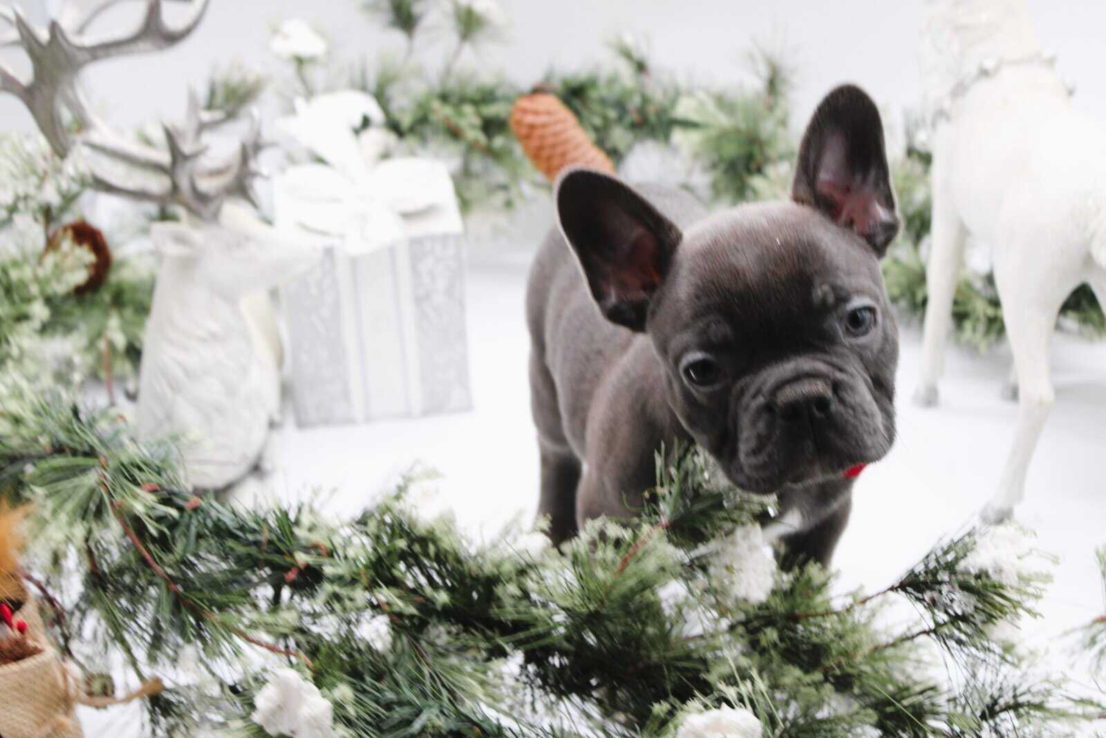 AKC Male Frenchie image 1