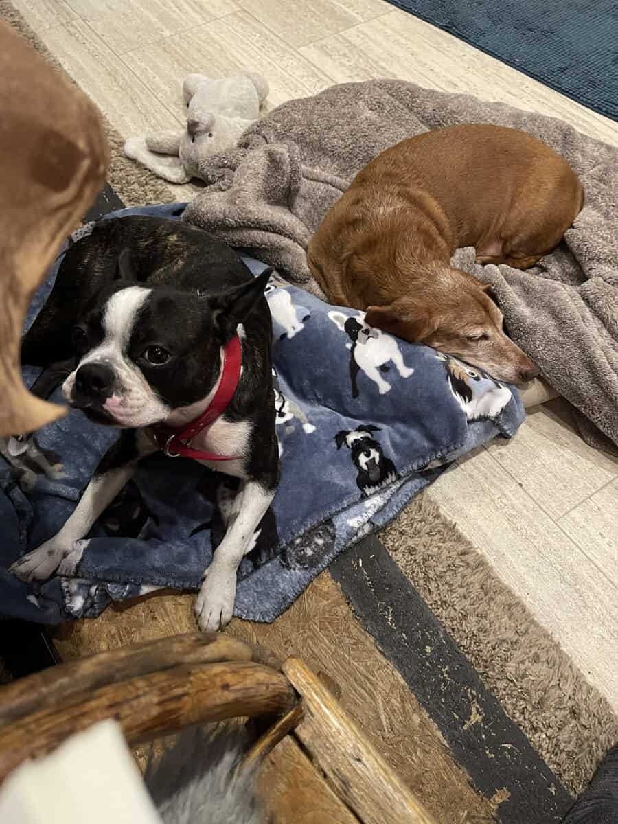 Rehome male Boston Terrier image 4