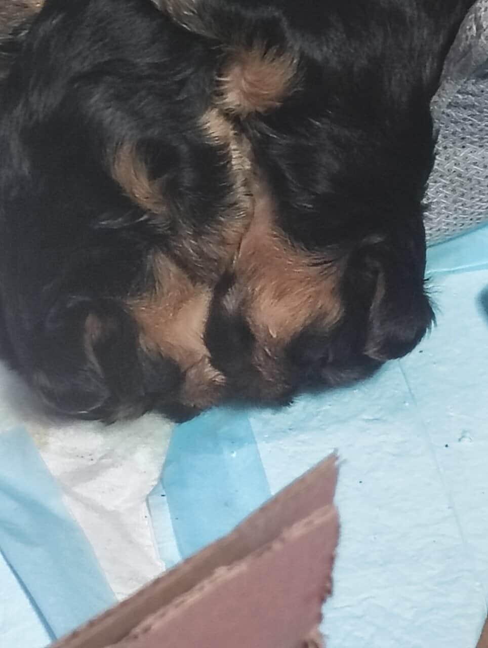 Yorkshire puppies image 6