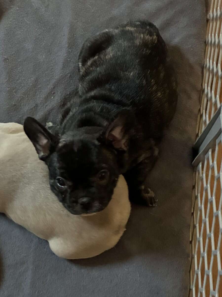 3 frenchie girls looking for their forever home! image 1