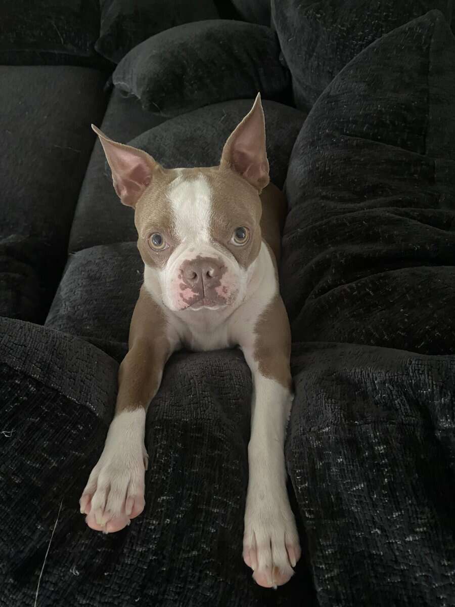 8 Boston Terrier Puppies image 9