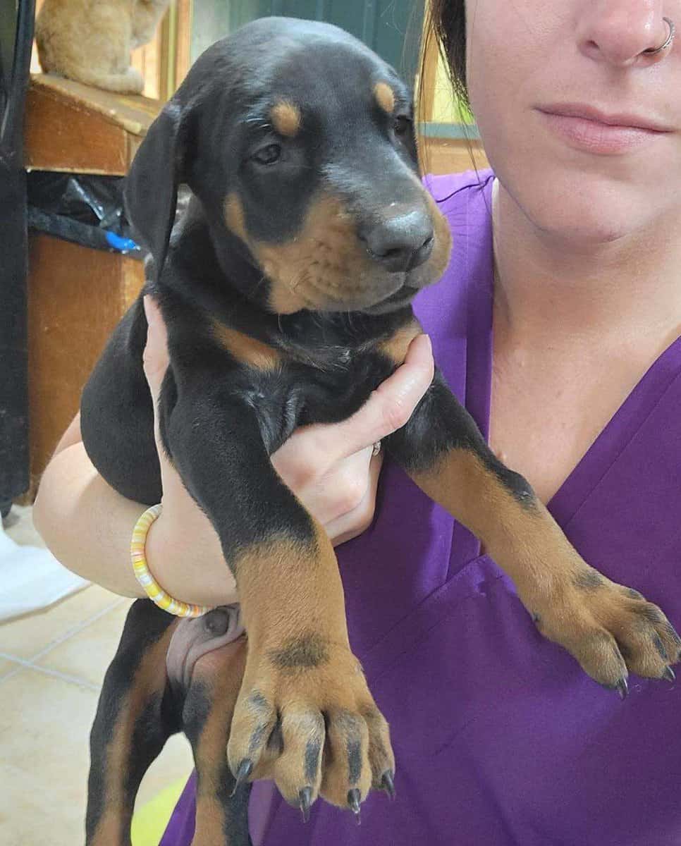 Doberman Puppies image 7