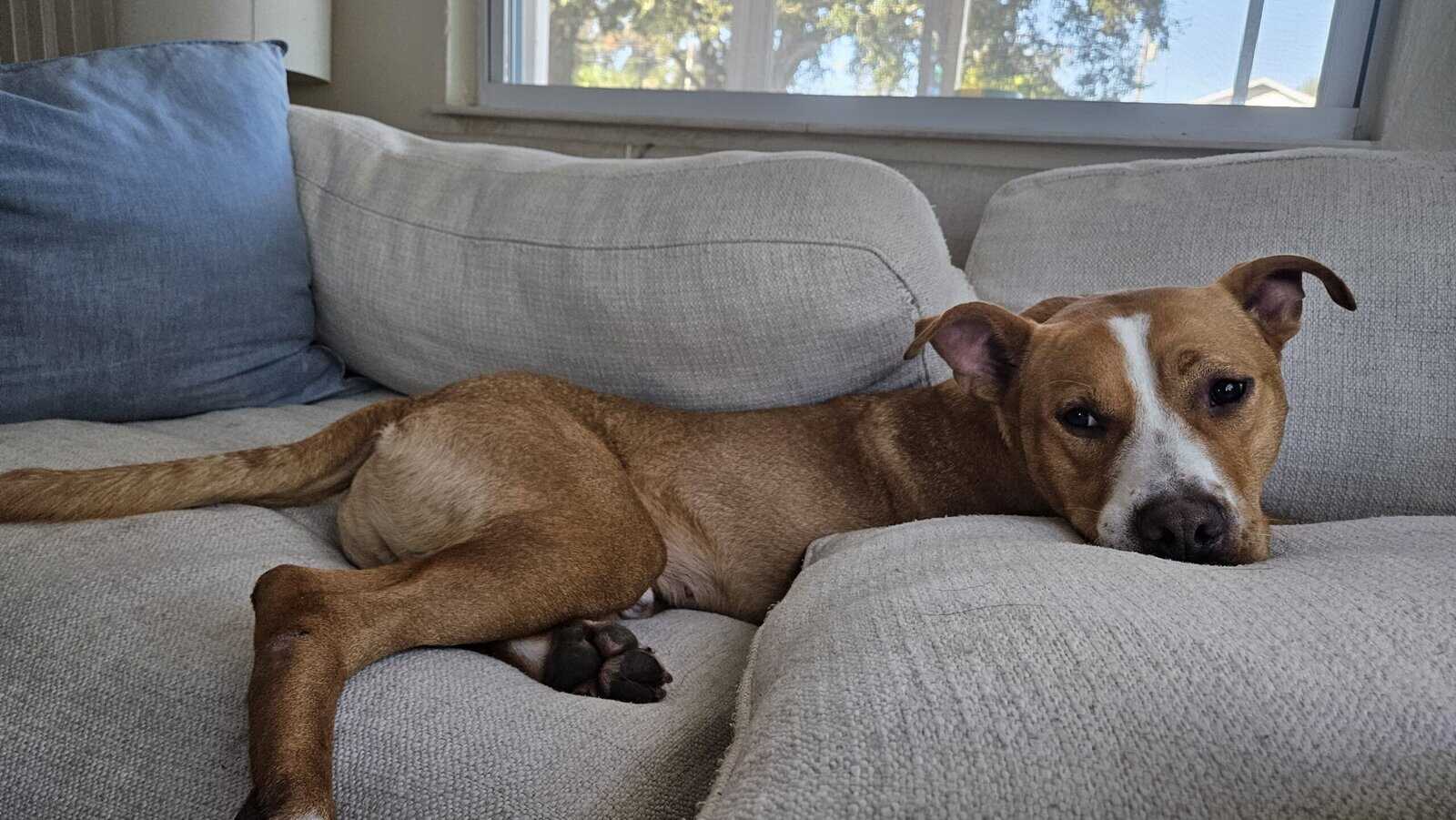 2yr Old Pit Mix Rescue Boy Needs Home image 6