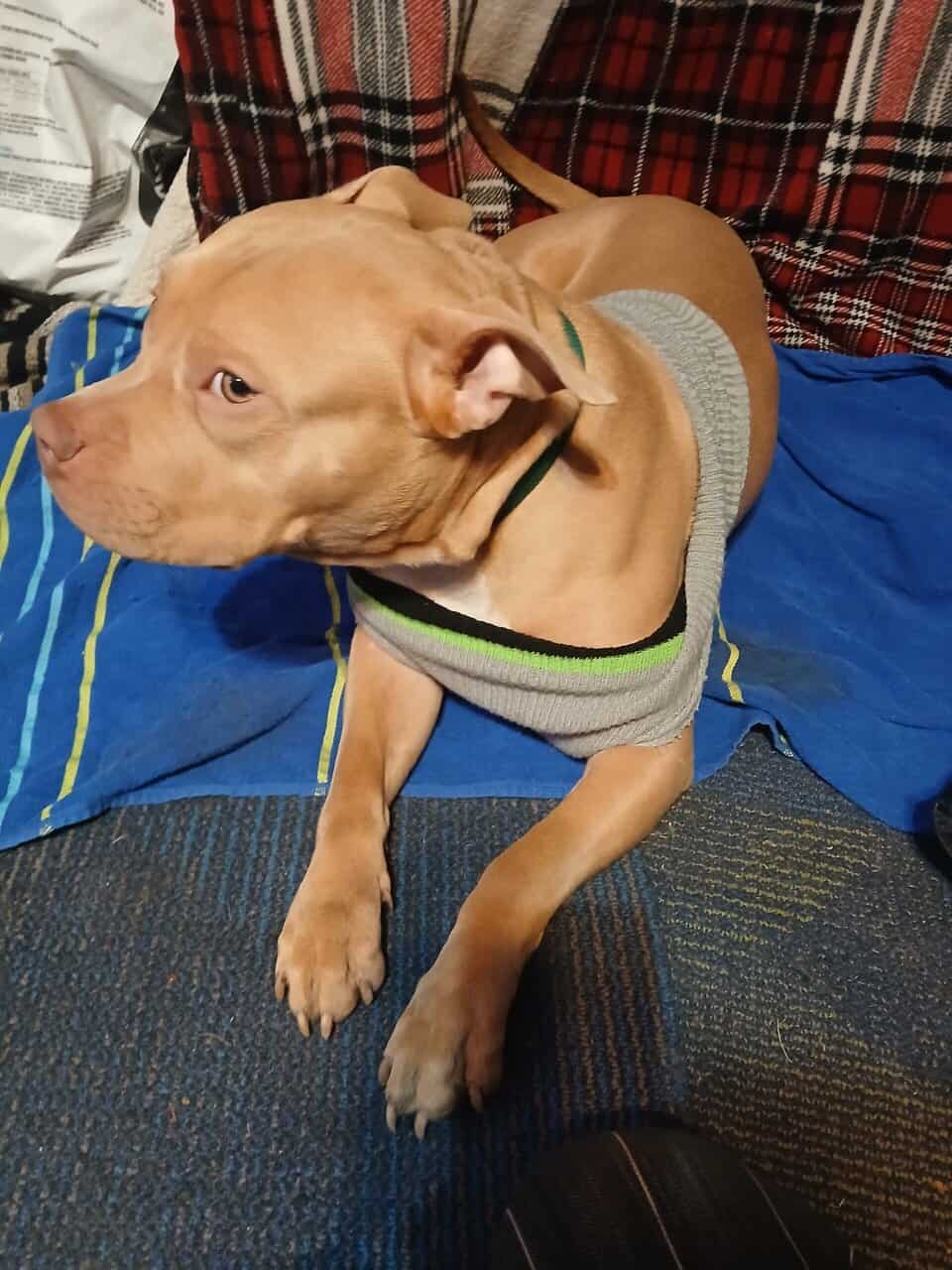 1 year old red nose pitbull male image 2