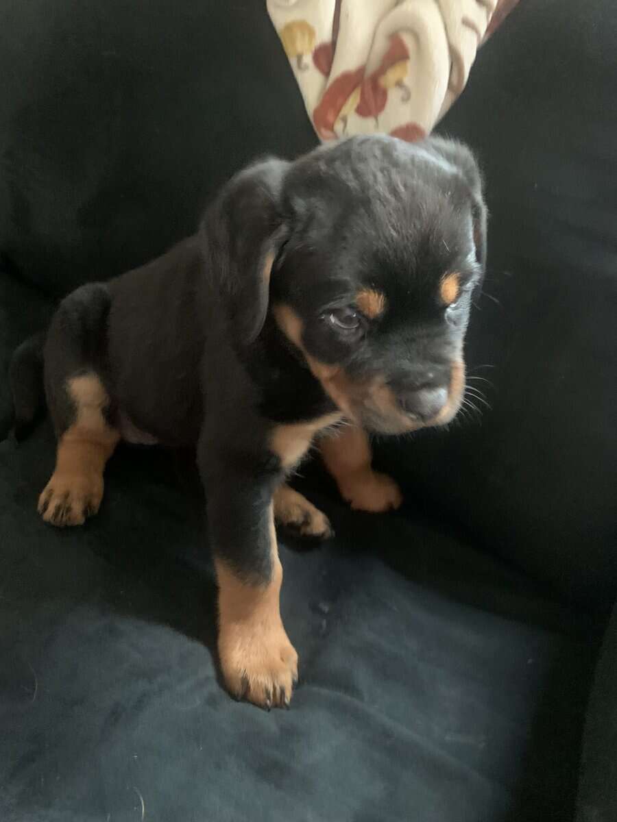 Female Rottweiler Pups image 3
