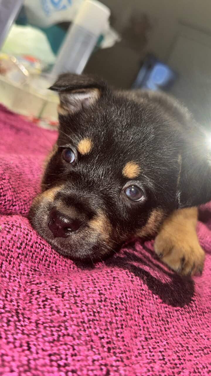 High End Designer Pups image 2