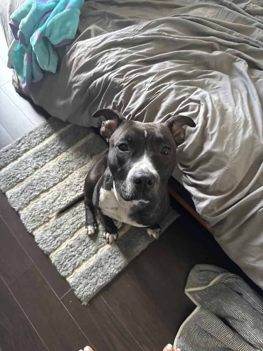 Chicken - pitbull lab mix image 1