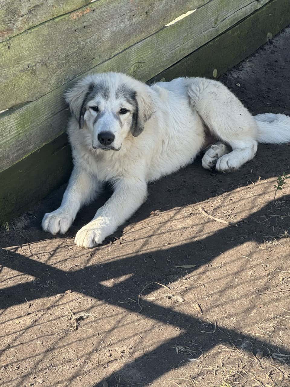 Great Pyrenees image 4