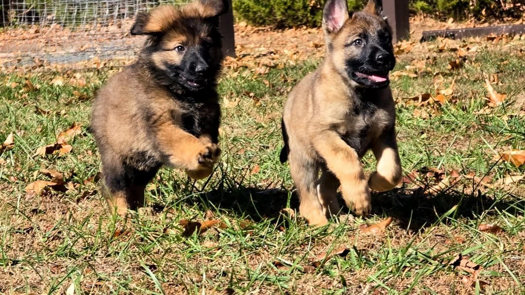 AKC German Shepherd image 1