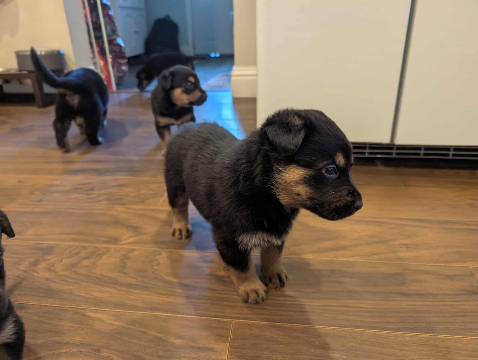 German shepherd mix puppies image 14