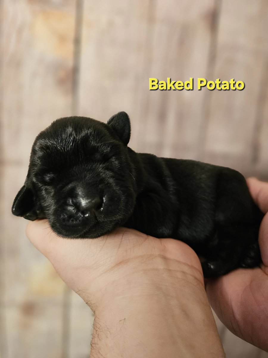 AKC Male Labrador Puppies Health Tested Parents image 6