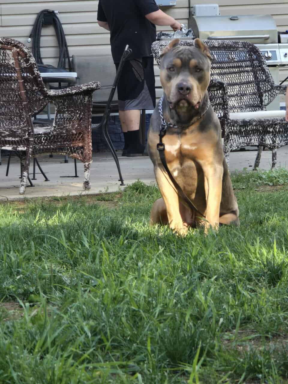 Blue Tri American Bully XL image 2