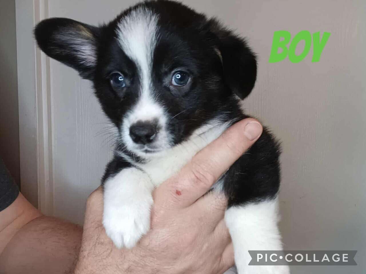 Ckc American Corgis image 2