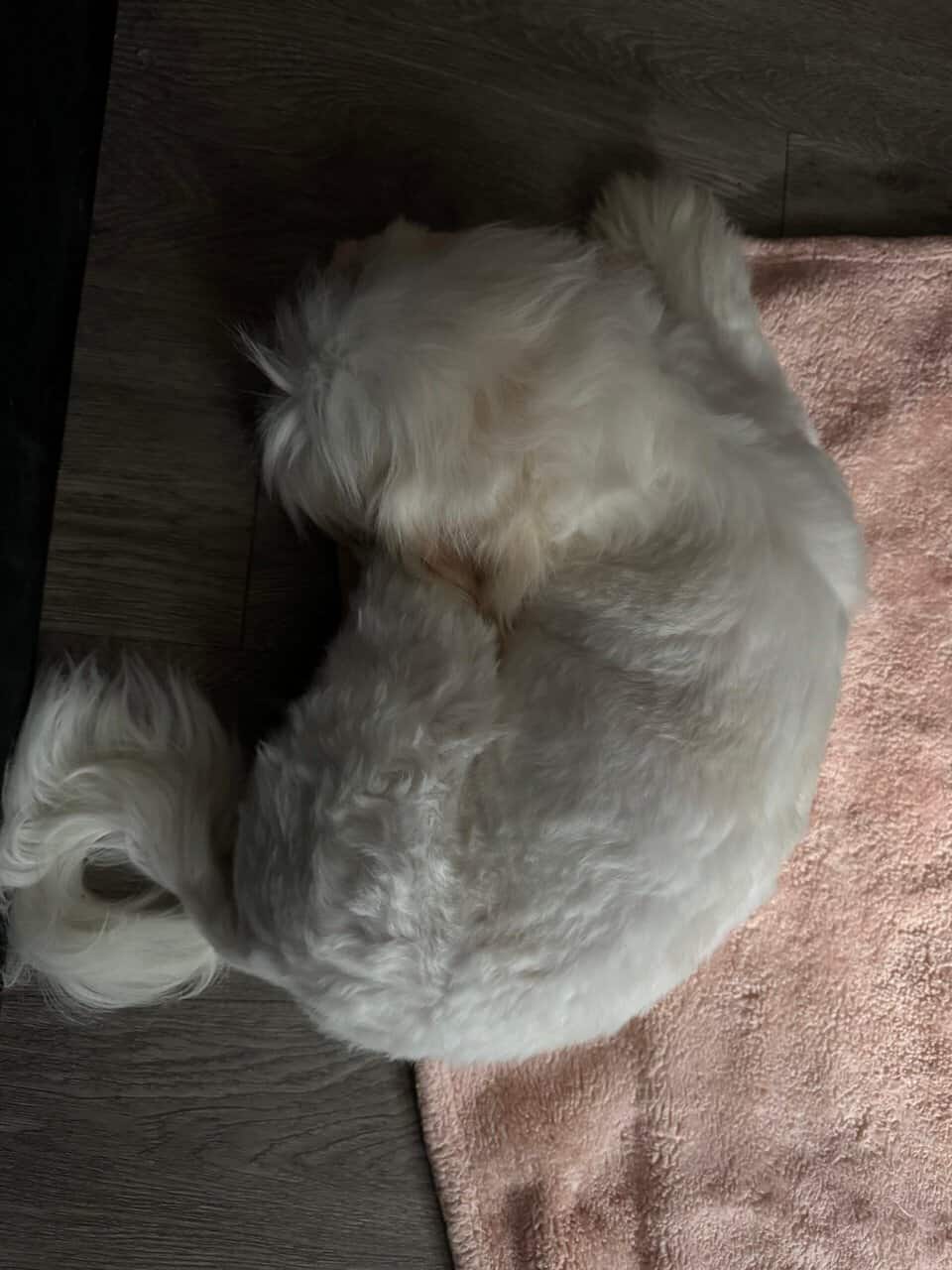 Bichon frisée/Poodle image 5