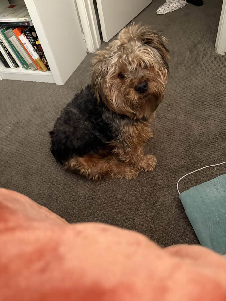 Rehoming Adorable Yorkiepoo image 2