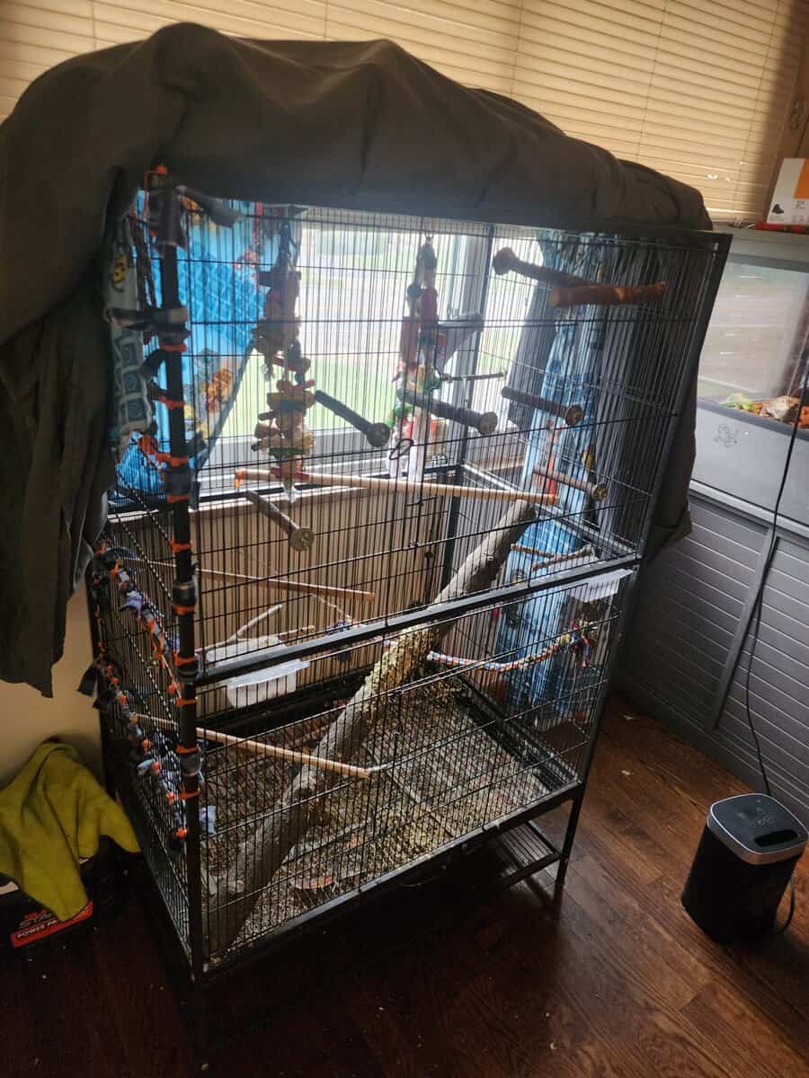 2yr old Cobalt blue indian ringneck image 7