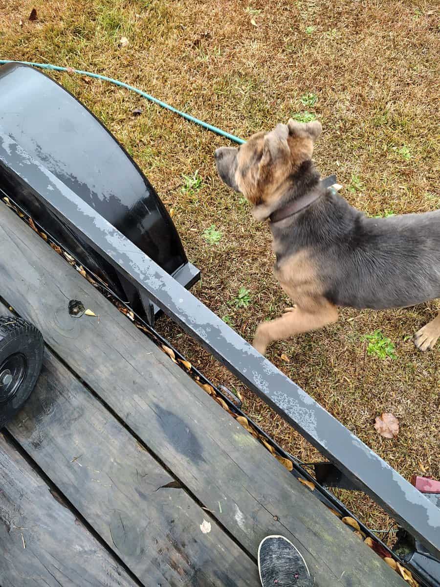 11 month old German shepherd mix image 2