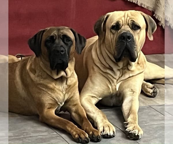 Boerboel–Cane Corso Puppies -- Ready to go! image 2