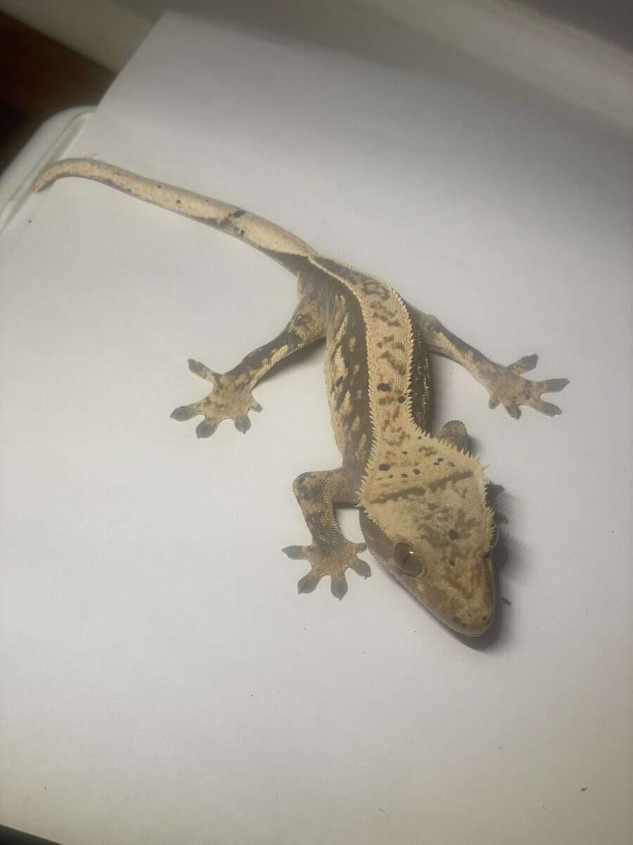 Crested gecko male 19g image 2