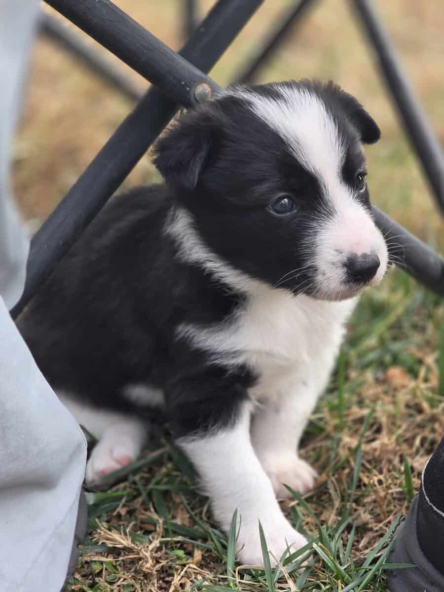 ADORABLE Puppy ready for you! image 9