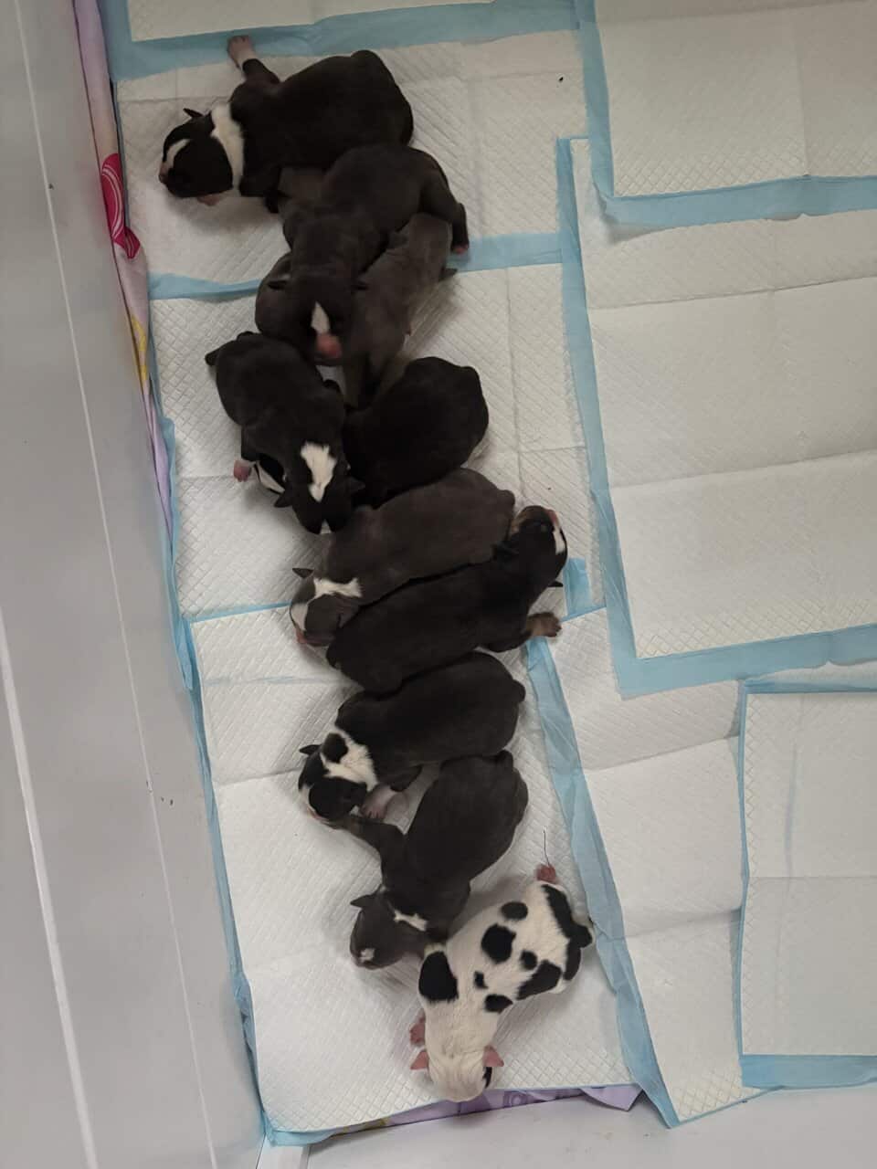 ABKC and UKC registered American Bully puppies TRI image 3