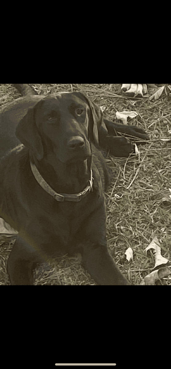 AKC LABRADOR PUPPIES image 6