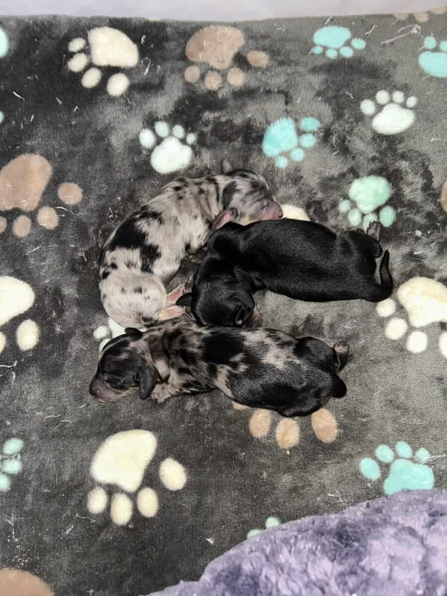 Miniature long haired Dachshund image 4